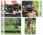 Small breeder photo