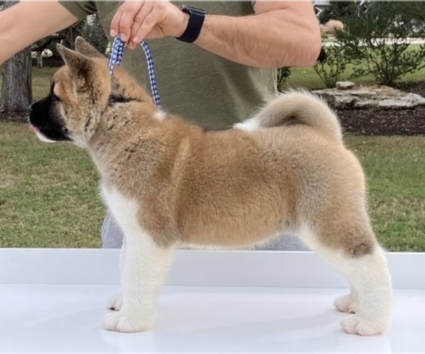 Medium Photo #6  Breeder Profile in GEORGETOWN, TX, USA