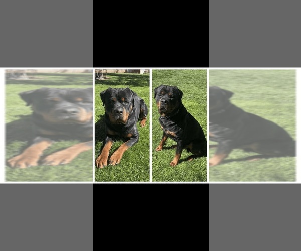 Medium Photo #1  Breeder Profile in SYLMAR, CA, USA
