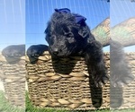 Small #44 Breeder Profile image
