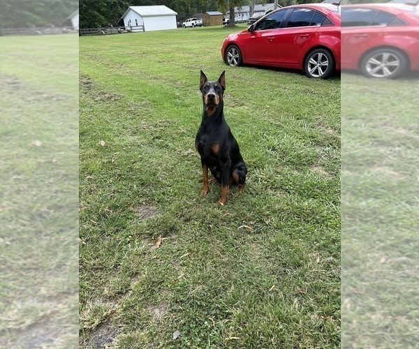 Medium Photo #5  Breeder Profile in LAFAYETTE, TN, USA