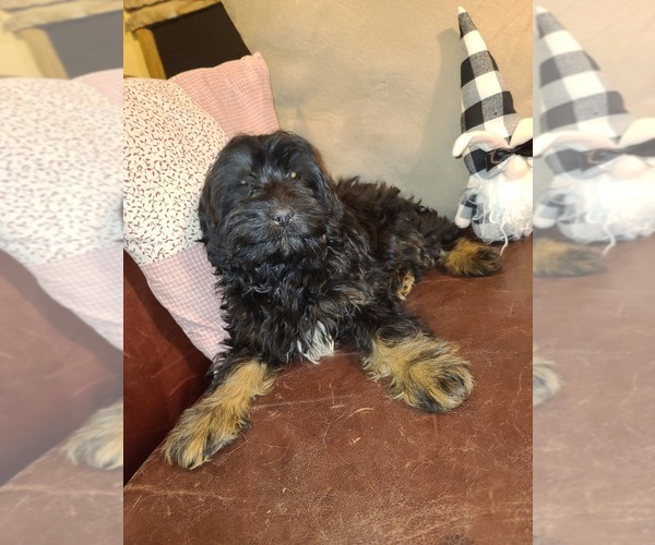 Medium Photo #1  Breeder Profile in ALLIANCE, NE, USA