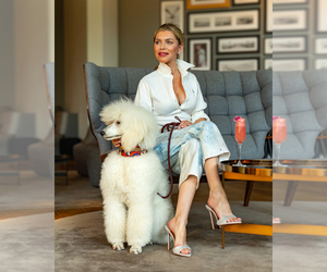 Poodle (Standard) Dog Breeder near IRVINE, CA, USA