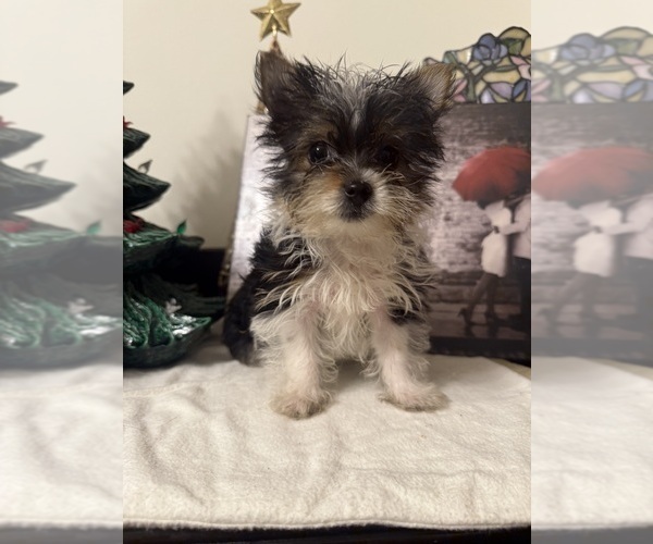 Medium Photo #6  Breeder Profile in WHITING, IN, USA