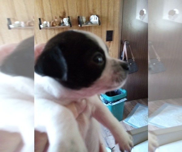 Medium Photo #7  Breeder Profile in SHALLOTTE, NC, USA