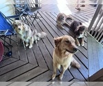 Small #1 Breeder Profile image