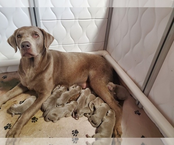 Medium Photo #19  Breeder Profile in FLAGLER, CO, USA