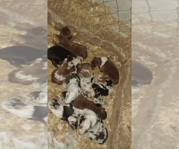 Medium Photo #1  Breeder Profile in RILEY, KS, USA