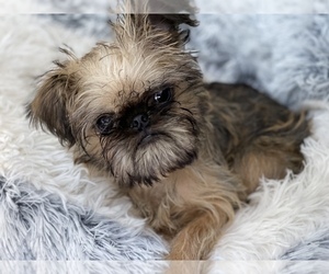 Brussels Griffon Dog Breeder near LEXINGTON, VA, USA