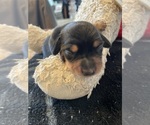 Small #4 Breeder Profile image