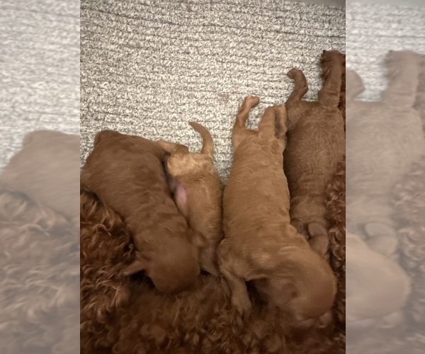 Medium Photo #1  Breeder Profile in PUNTA GORDA, FL, USA