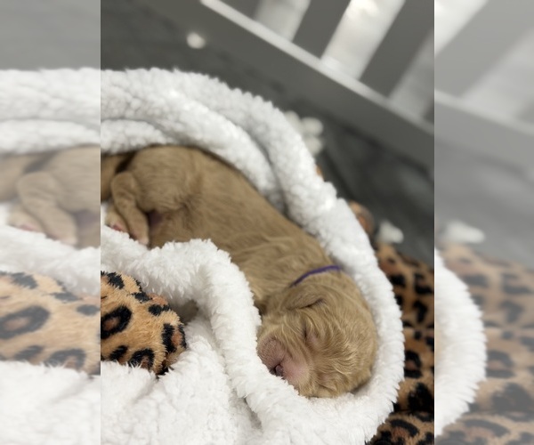 Medium Photo #19  Breeder Profile in NORTH AUGUSTA, SC, USA