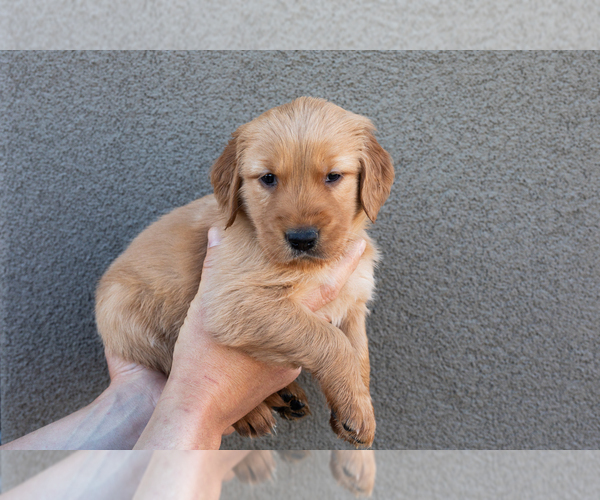 Medium Photo #13  Breeder Profile in CHINO VALLEY, AZ, USA
