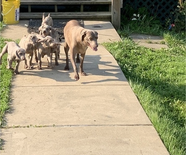 Medium Photo #1  Breeder Profile in SCENERY HILL, PA, USA