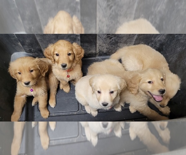 Medium Photo #1  Breeder Profile in COLUMBUS, TX, USA