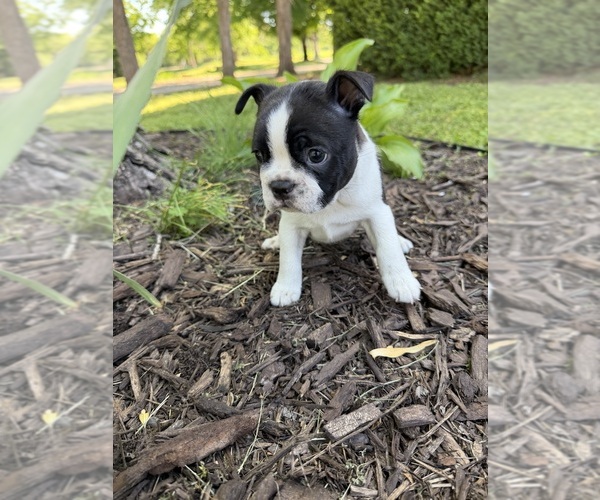 Medium Photo #15  Breeder Profile in FREDONIA, KS, USA