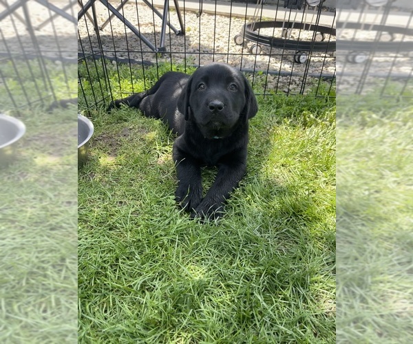 Medium Photo #1  Breeder Profile in NEW MADISON, OH, USA