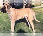 Small #4 Breeder Profile image