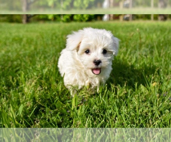 Medium Photo #2  Breeder Profile in VERMONTVILLE, MI, USA