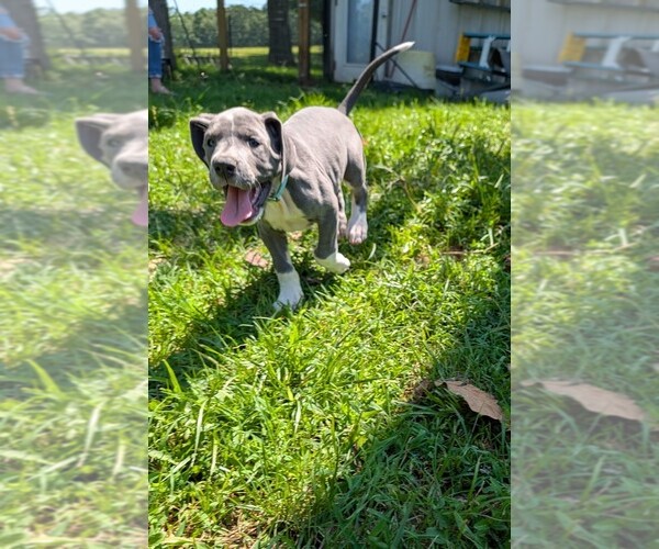 Medium Photo #18  Breeder Profile in WALNUT GROVE, MO, USA