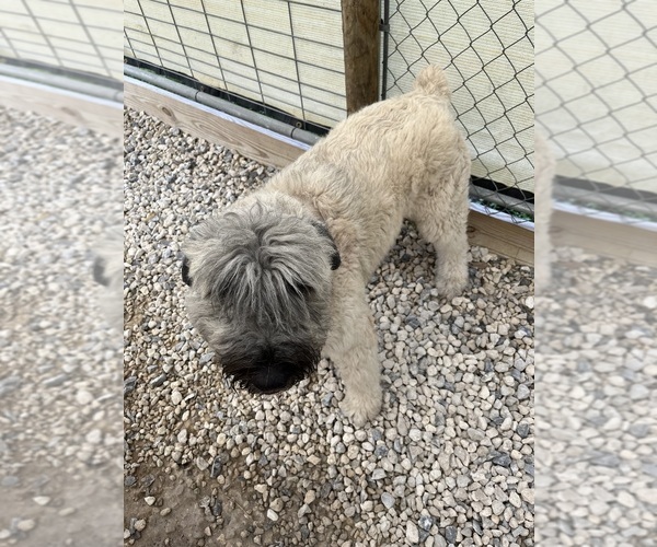 Medium Photo #14  Breeder Profile in LOUISVILLE, KY, USA