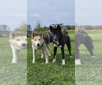 Small #2 Breeder Profile image