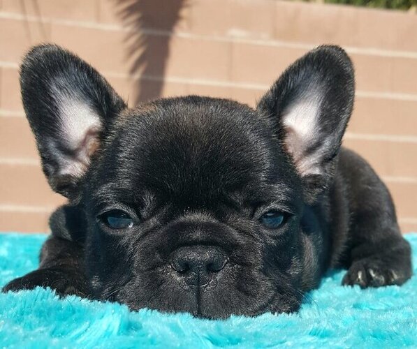 Medium Photo #24  Breeder Profile in LAS VEGAS, NV, USA