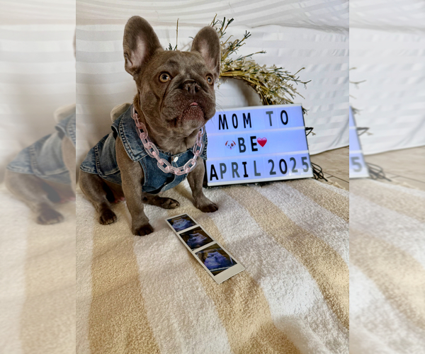 Medium Photo #2  Breeder Profile in PHOENIX, AZ, USA