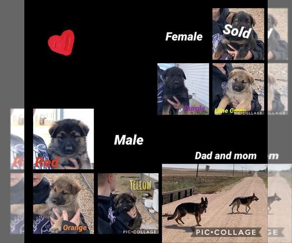 Medium Photo #1  Breeder Profile in AKRON, CO, USA