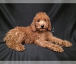 Small breeder photo