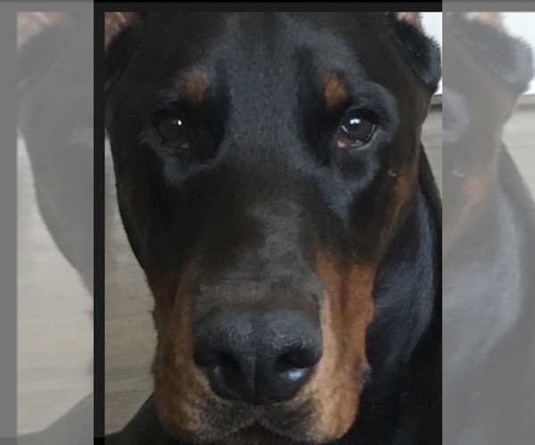 Medium Photo #1  Breeder Profile in HUNTSBURG, OH, USA