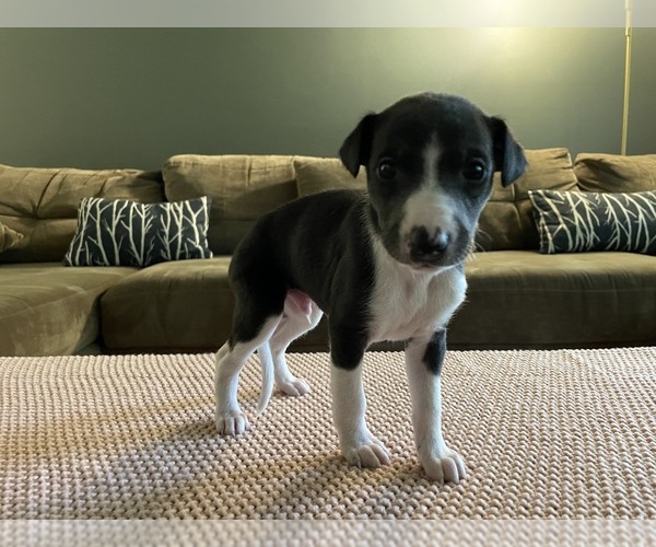 Medium Photo #8  Breeder Profile in OKLAHOMA CITY, OK, USA