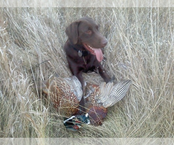 Medium Photo #1  Breeder Profile in DIMOCK, SD, USA