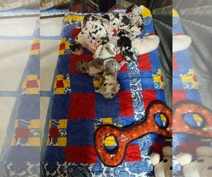 Great Dane Dog Breeder in CELESTE HINKLE,  USA