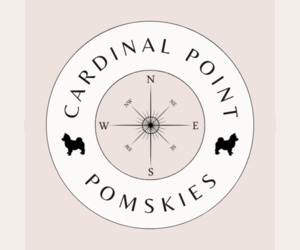 Pomsky Dog Breeder near BOCA RATON, FL, USA