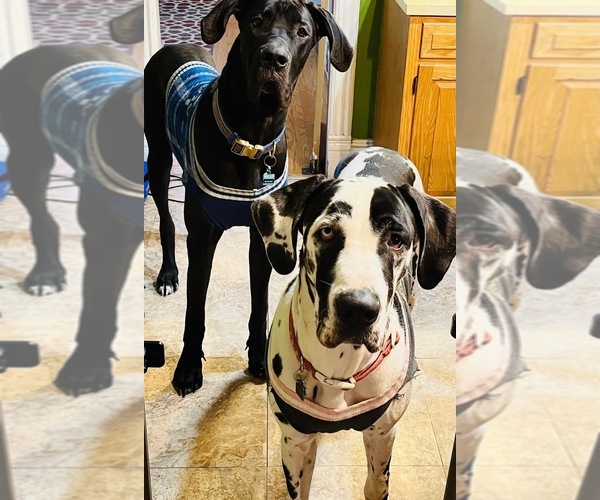 Medium Photo #1  Breeder Profile in HAGERSTOWN, MD, USA