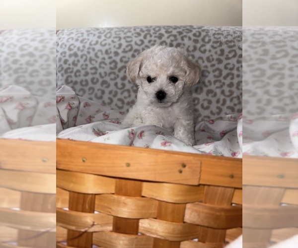 Medium Photo #3  Breeder Profile in WARE, MA, USA