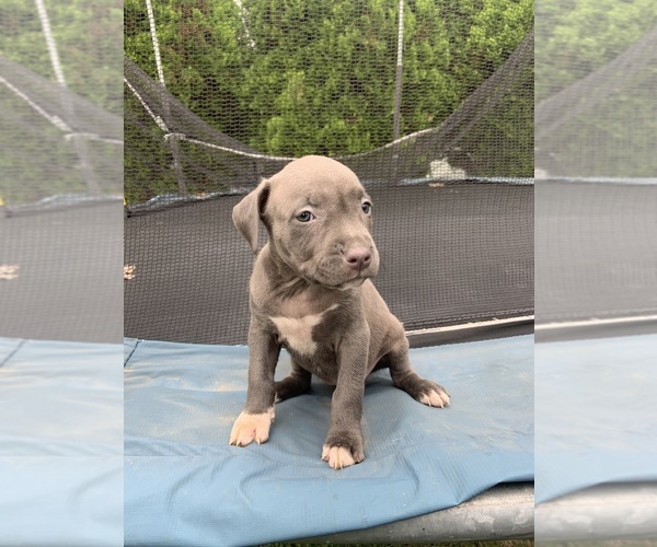 Medium Photo #9  Breeder Profile in ORANGE, NJ, USA