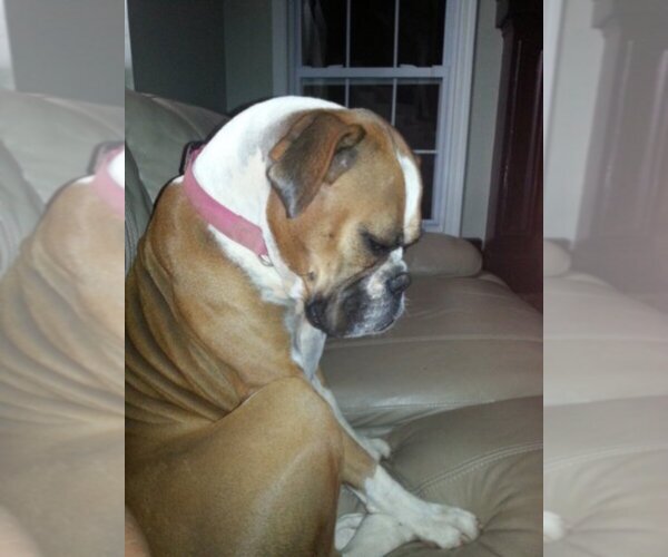 Medium Photo #1  Breeder Profile in SHARPSBURG, GA, USA