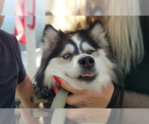 Pomsky Dog Breeder near HENDERSON, CO, USA
