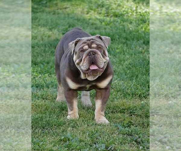 Medium Photo #2  Breeder Profile in LOUISA, VA, USA