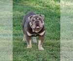 Small #1 Breeder Profile image