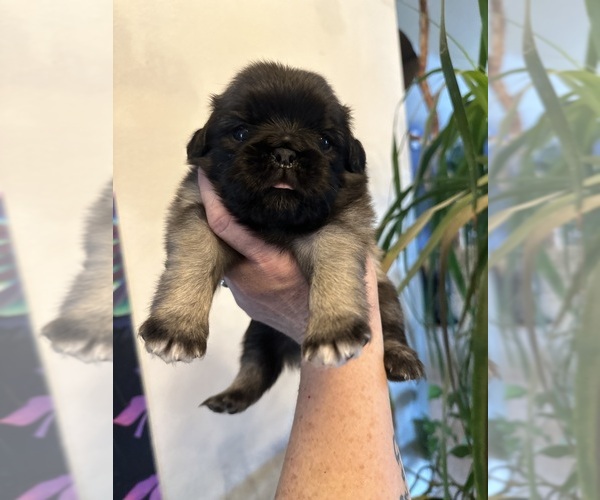 Medium Photo #11  Breeder Profile in PRINEVILLE, OR, USA