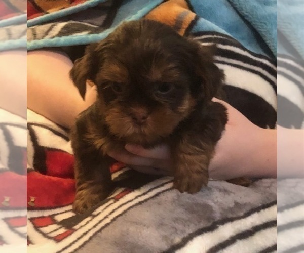 Medium Photo #20  Breeder Profile in SCOTTSDALE, AZ, USA