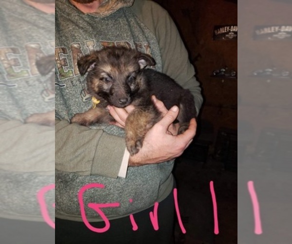 Medium Photo #1  Breeder Profile in E BERNSTADT, KY, USA