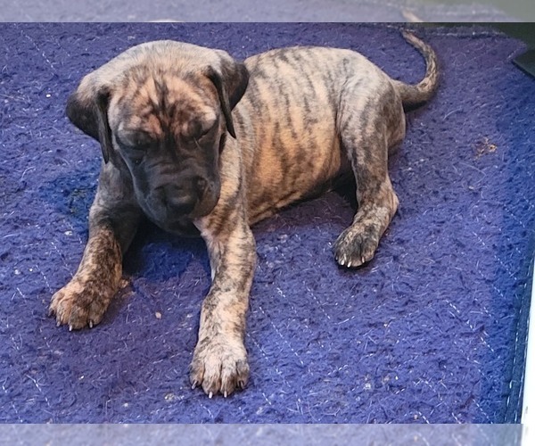 Medium Photo #1  Breeder Profile in TURON, KS, USA