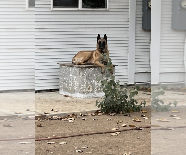 Medium Photo #8  Breeder Profile in WILLIAMS, CA, USA