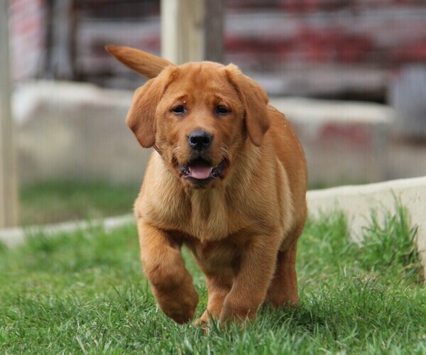 Medium Photo #3  Breeder Profile in HYDE PARK, VT, USA
