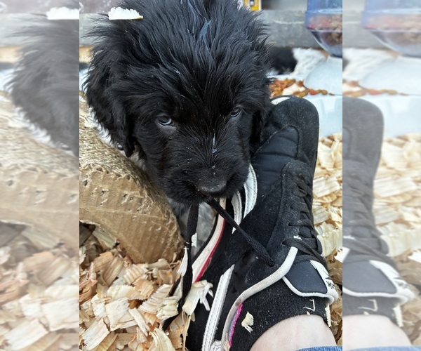 Medium Photo #14  Breeder Profile in SAXTONS RIVER, VT, USA