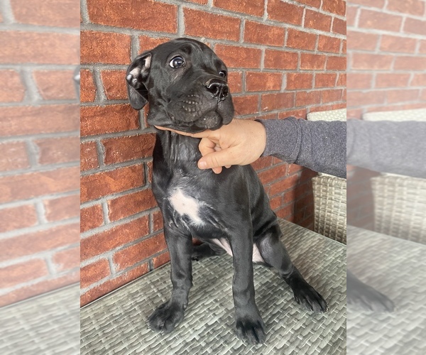 Medium Photo #1  Breeder Profile in LAKE WYLIE, SC, USA